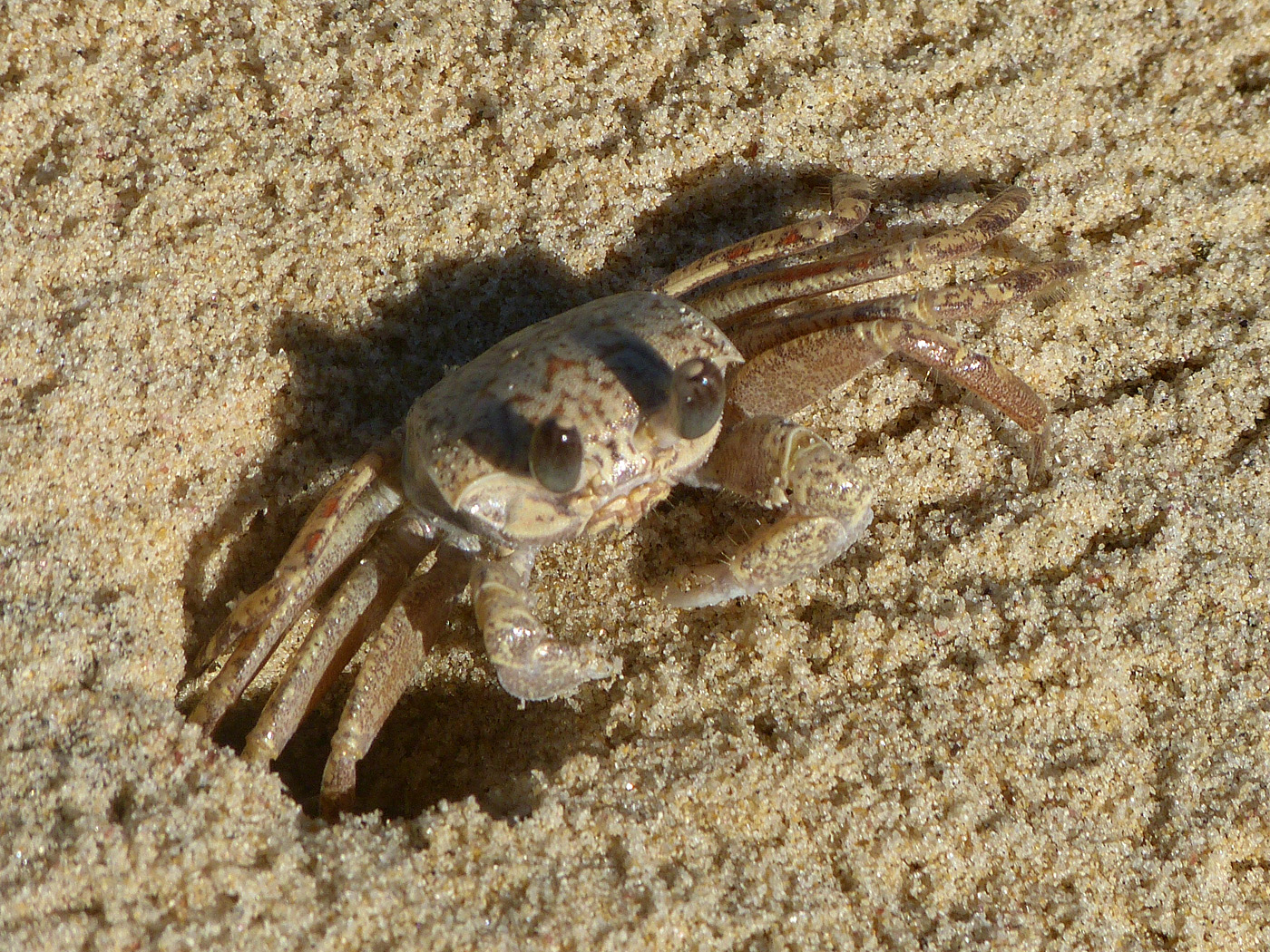 Crab,  Ambolimailake