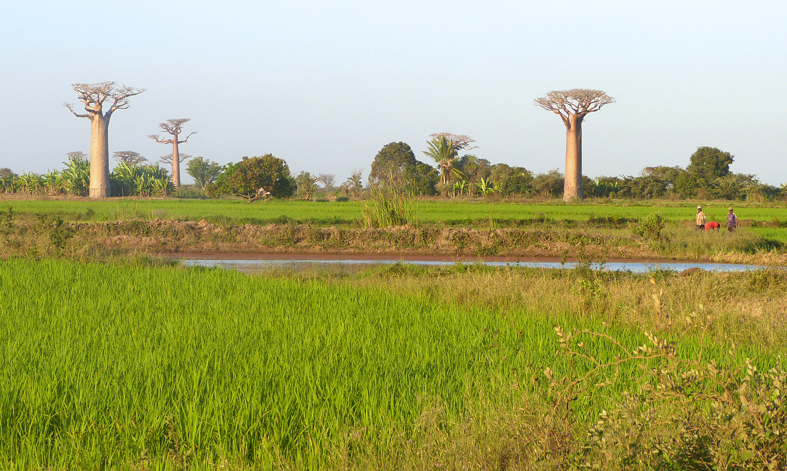 Baobabs, Morondava