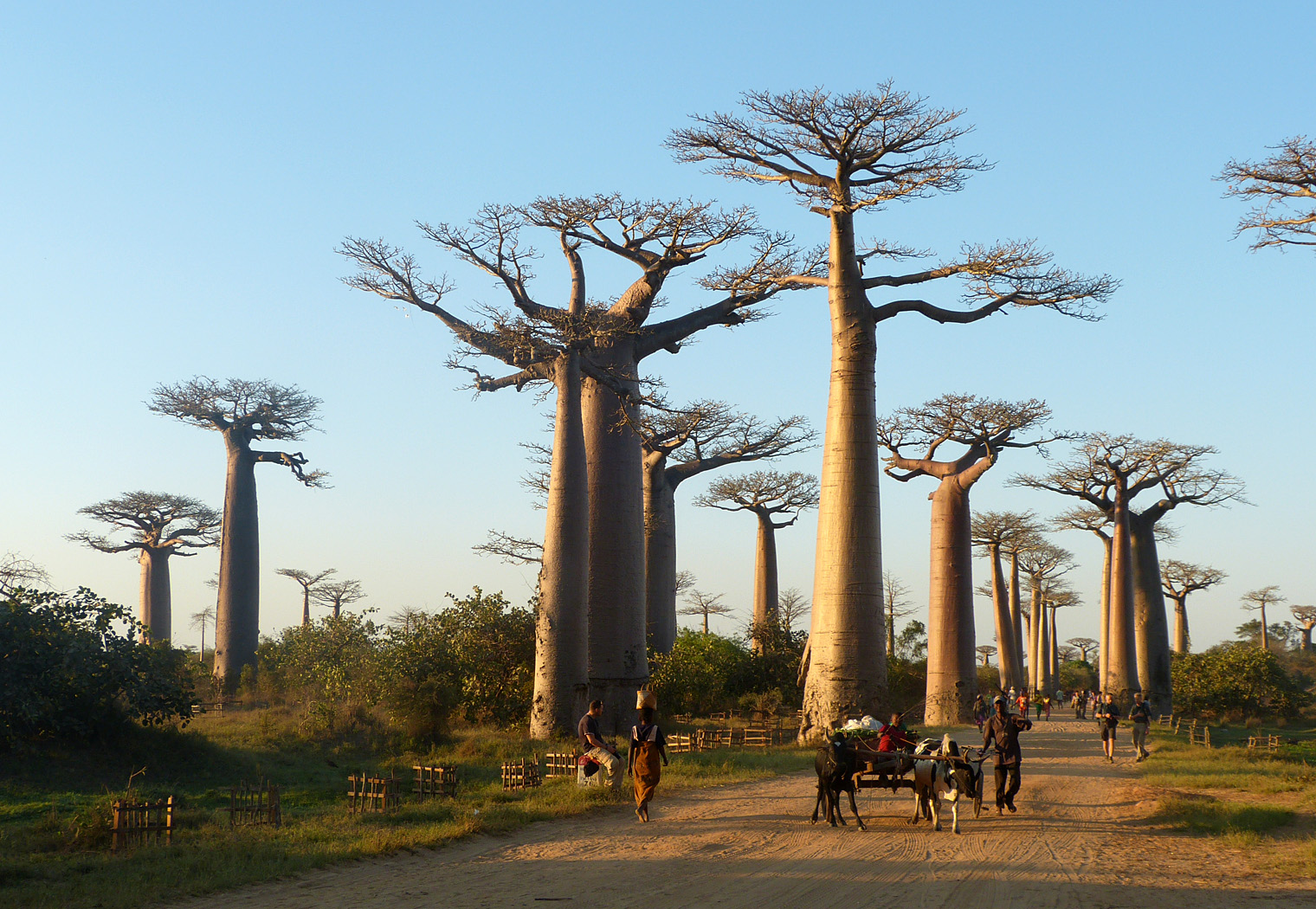 Alley of the Baobabs, Morondava