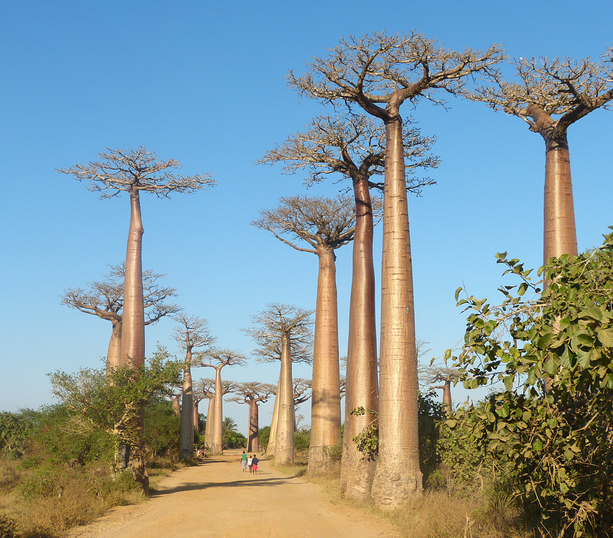 Alley of the Baobabs, Morondava