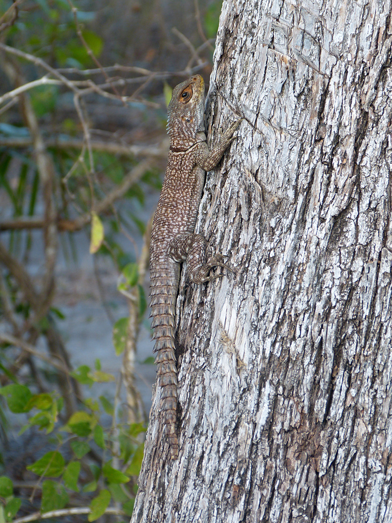 Iguana, Belo-sur-Tsiribihina