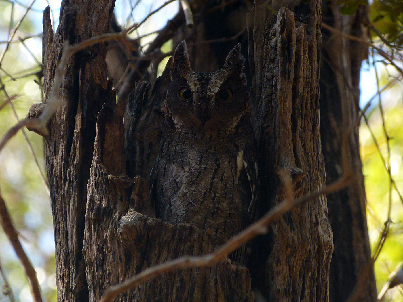 Long-eared Owl, Kirindy Reserve