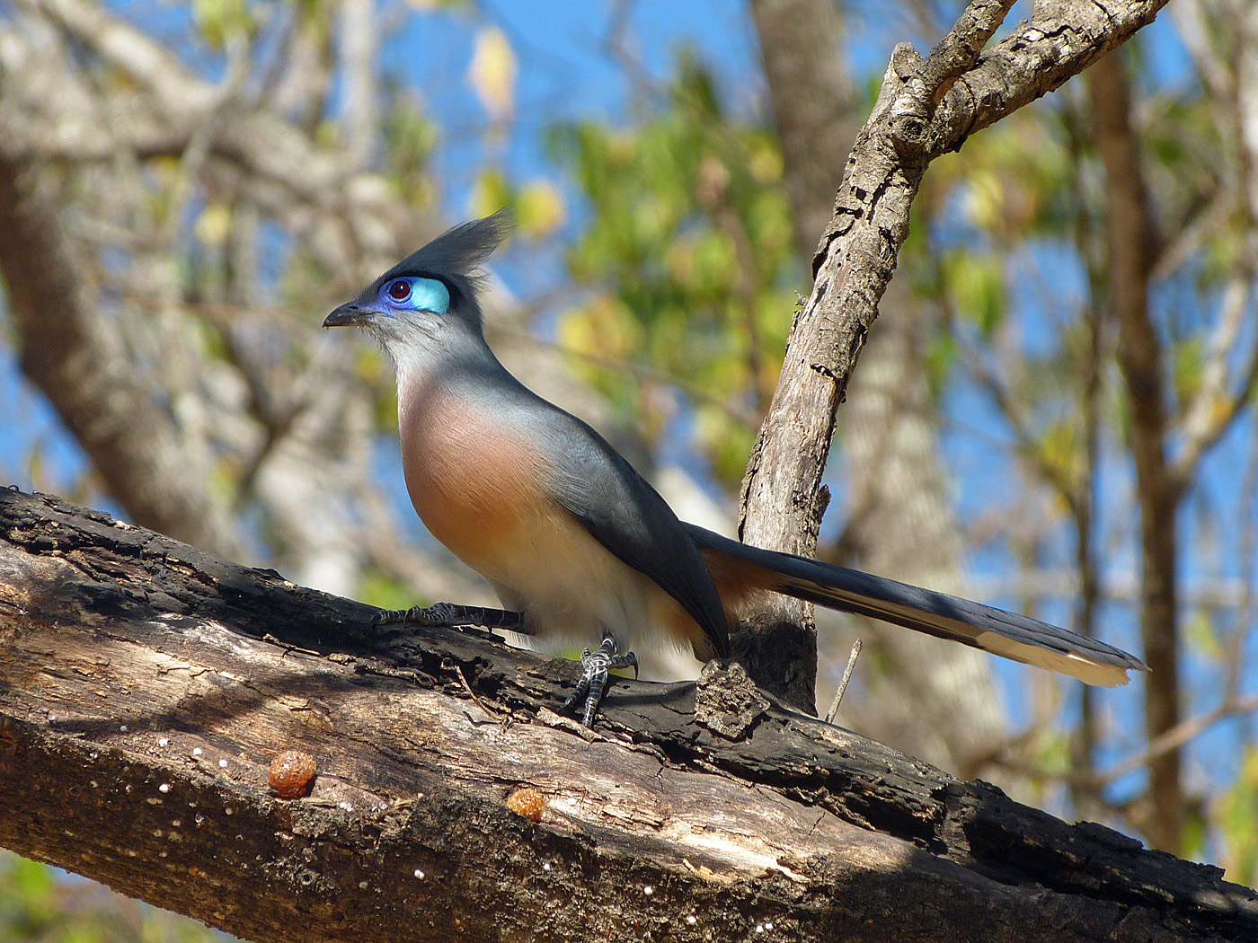 Crested Coua, Kirindy Reserve