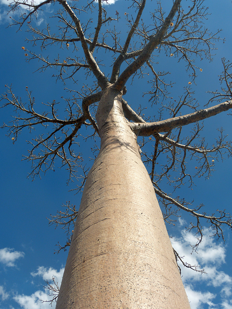 Baobab near Morondova