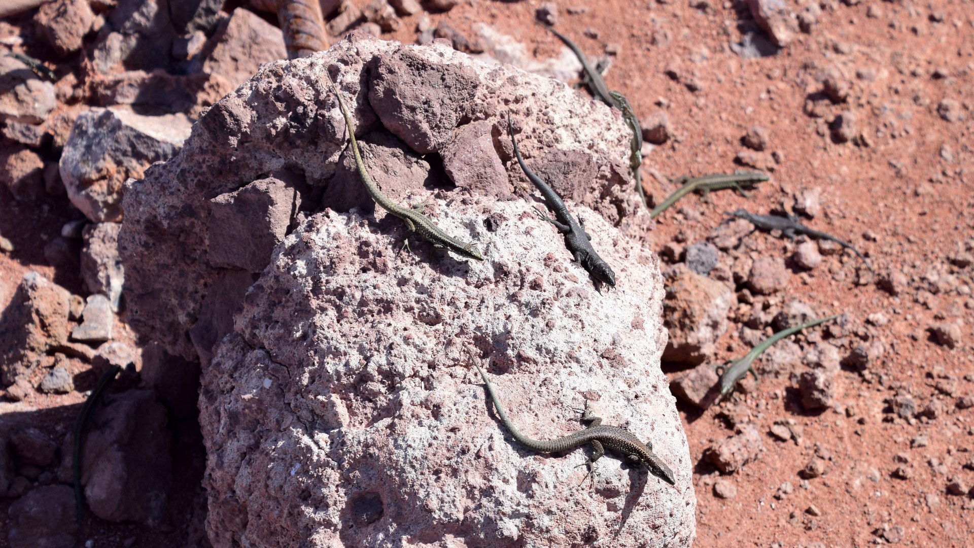 Lizards, Sao Laurenco Peninsula