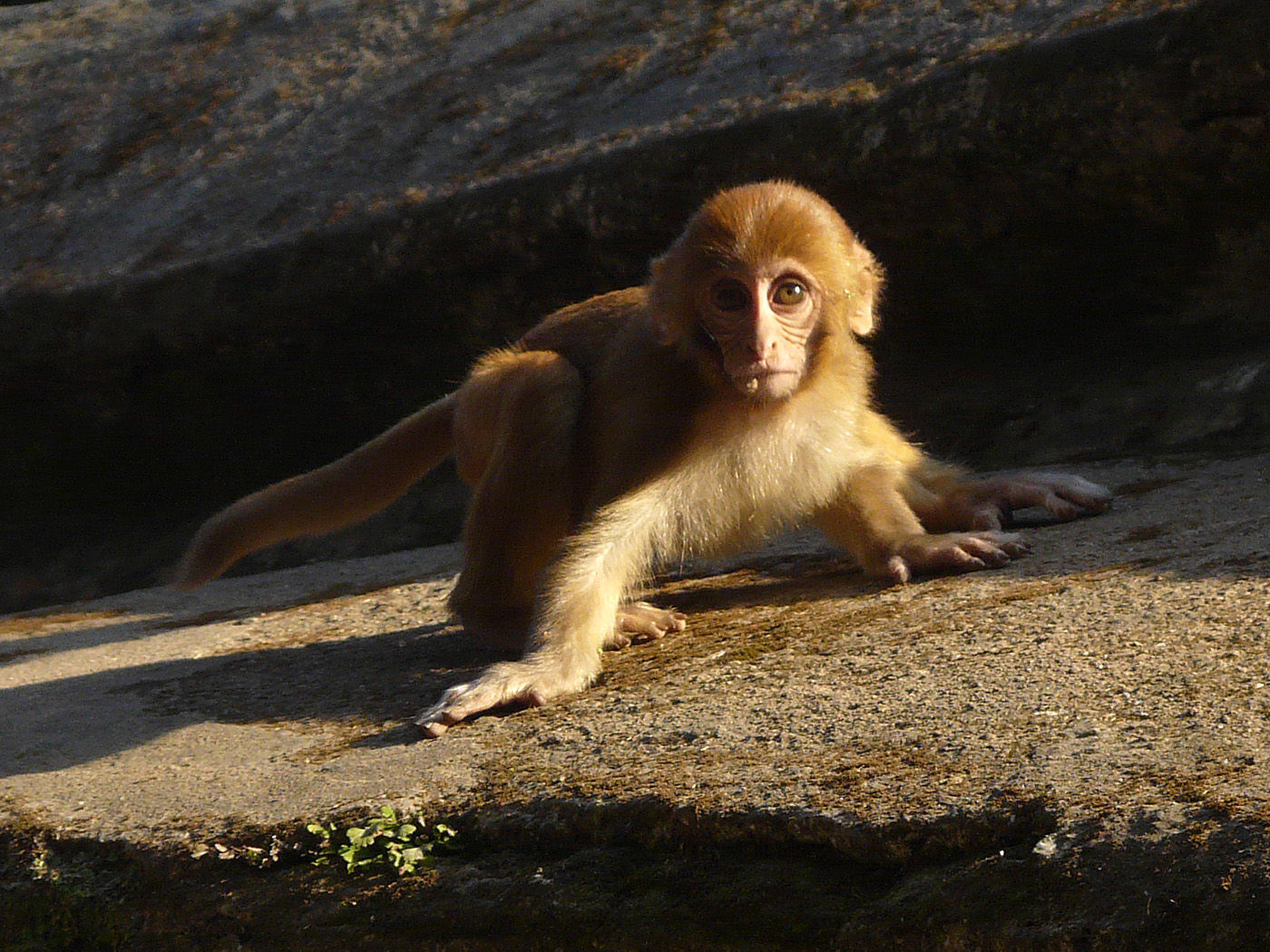 Monkey, Pashupathinath Temple, Kathmandu