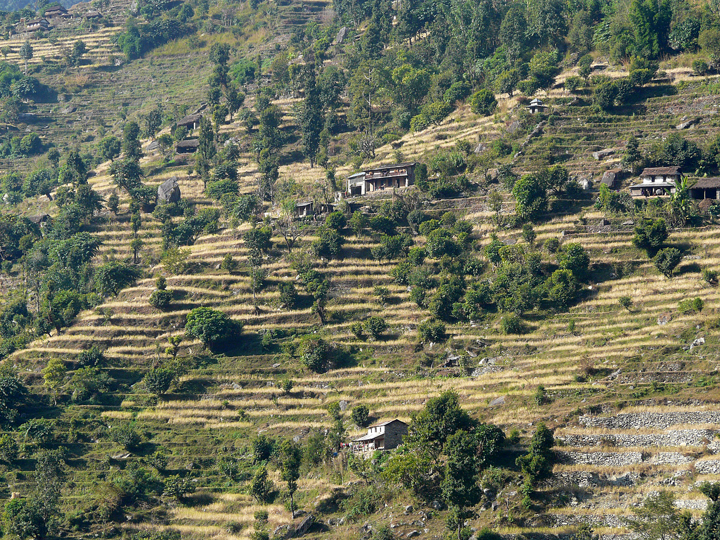 Terraces near Ghandruk