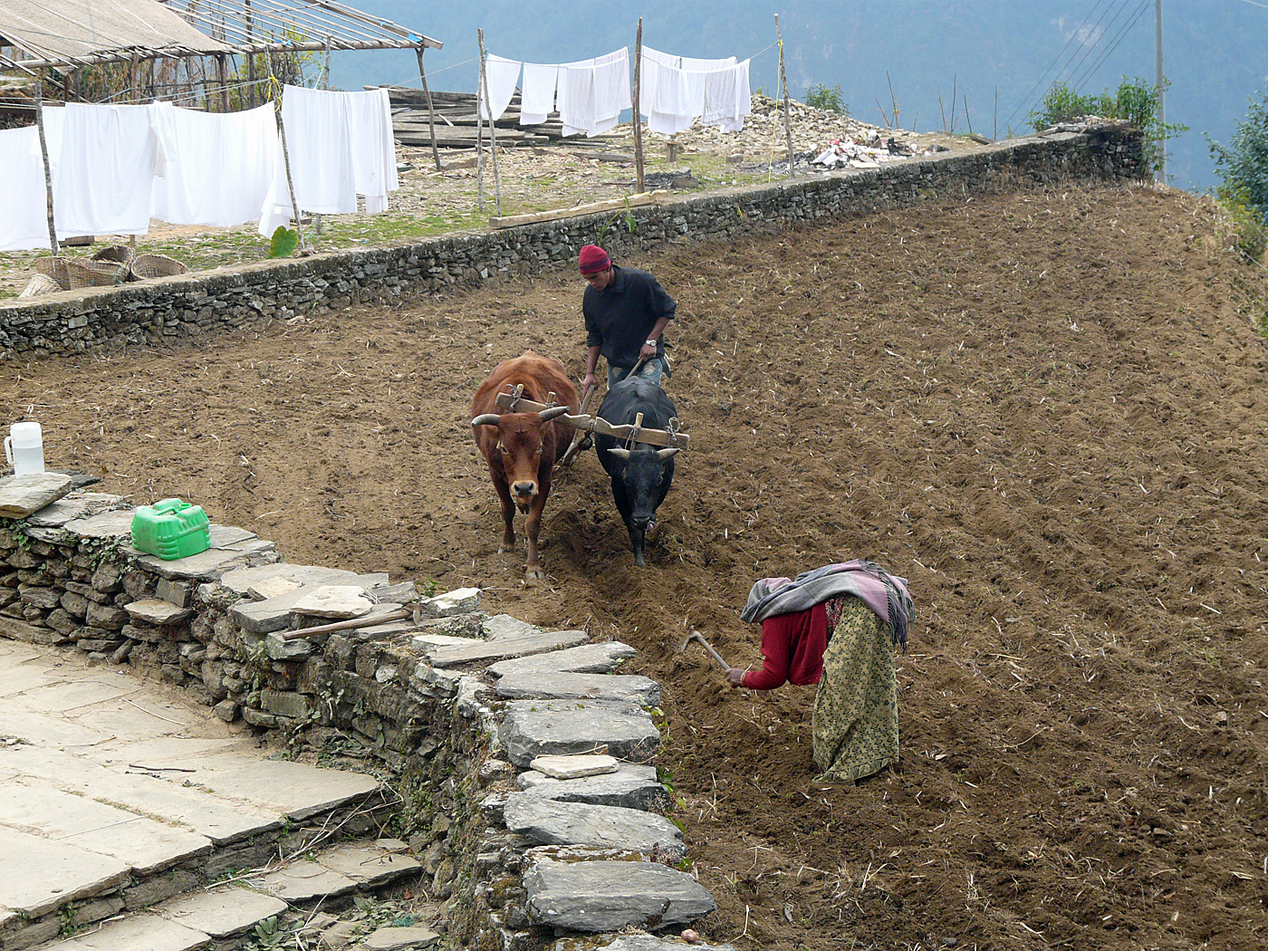 Farm workers, Ghandruk