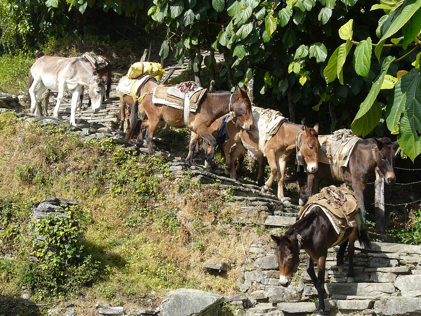 Donkey train near Ghandruk