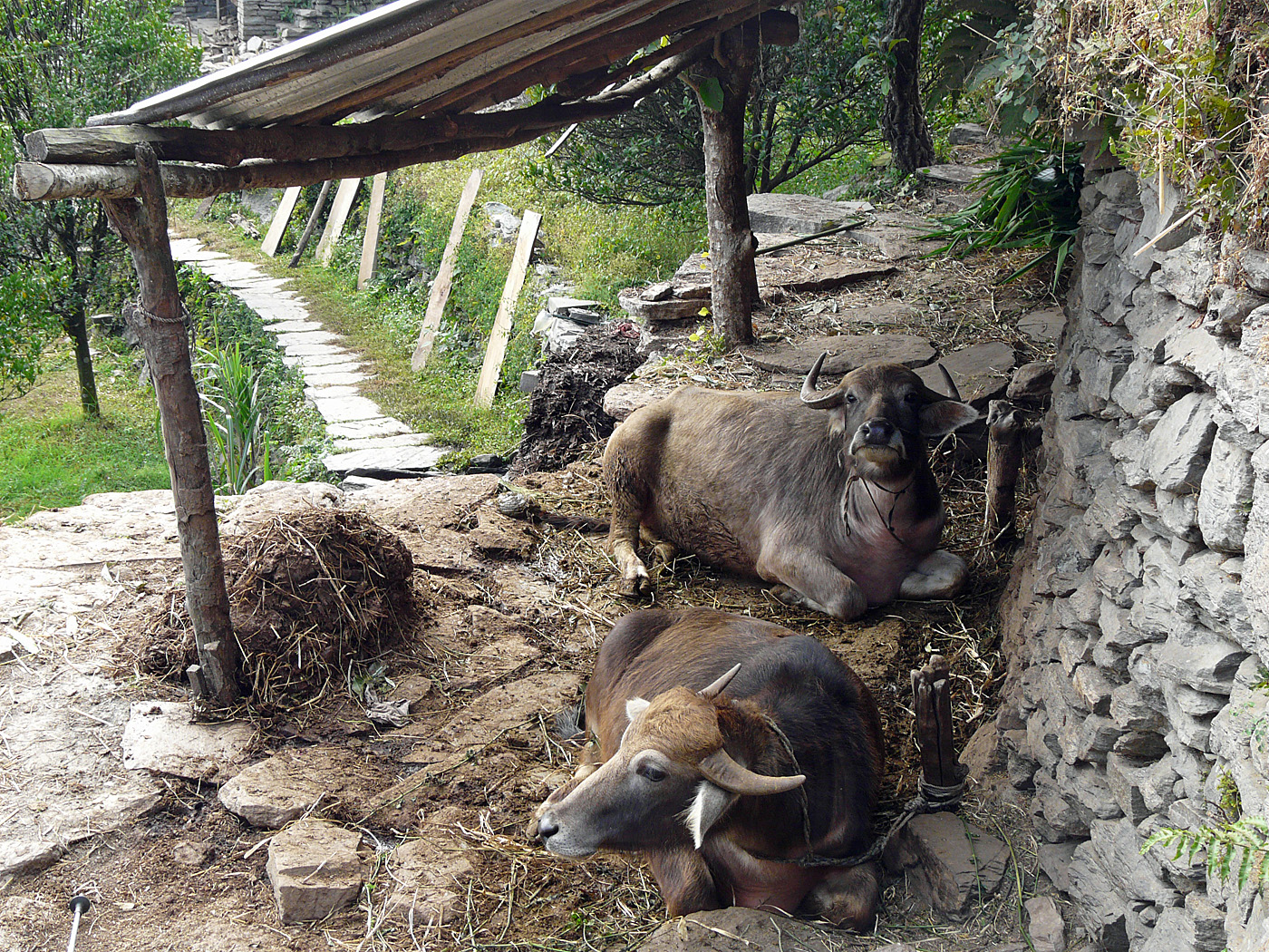 Cattle Shelter, Ghandruk