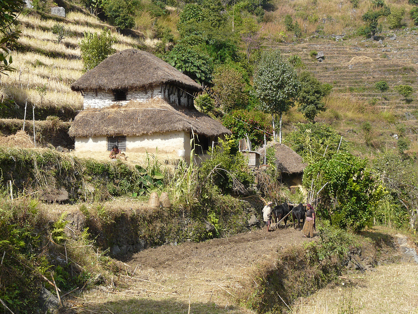 Farming in Ghandruk