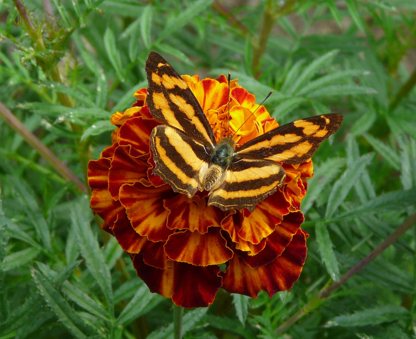 Butterfly, Seti Khola