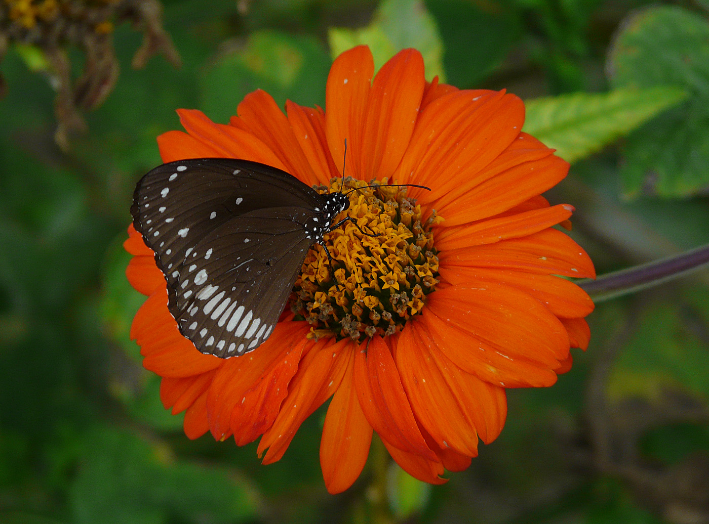 Butterfly, Seti Khola