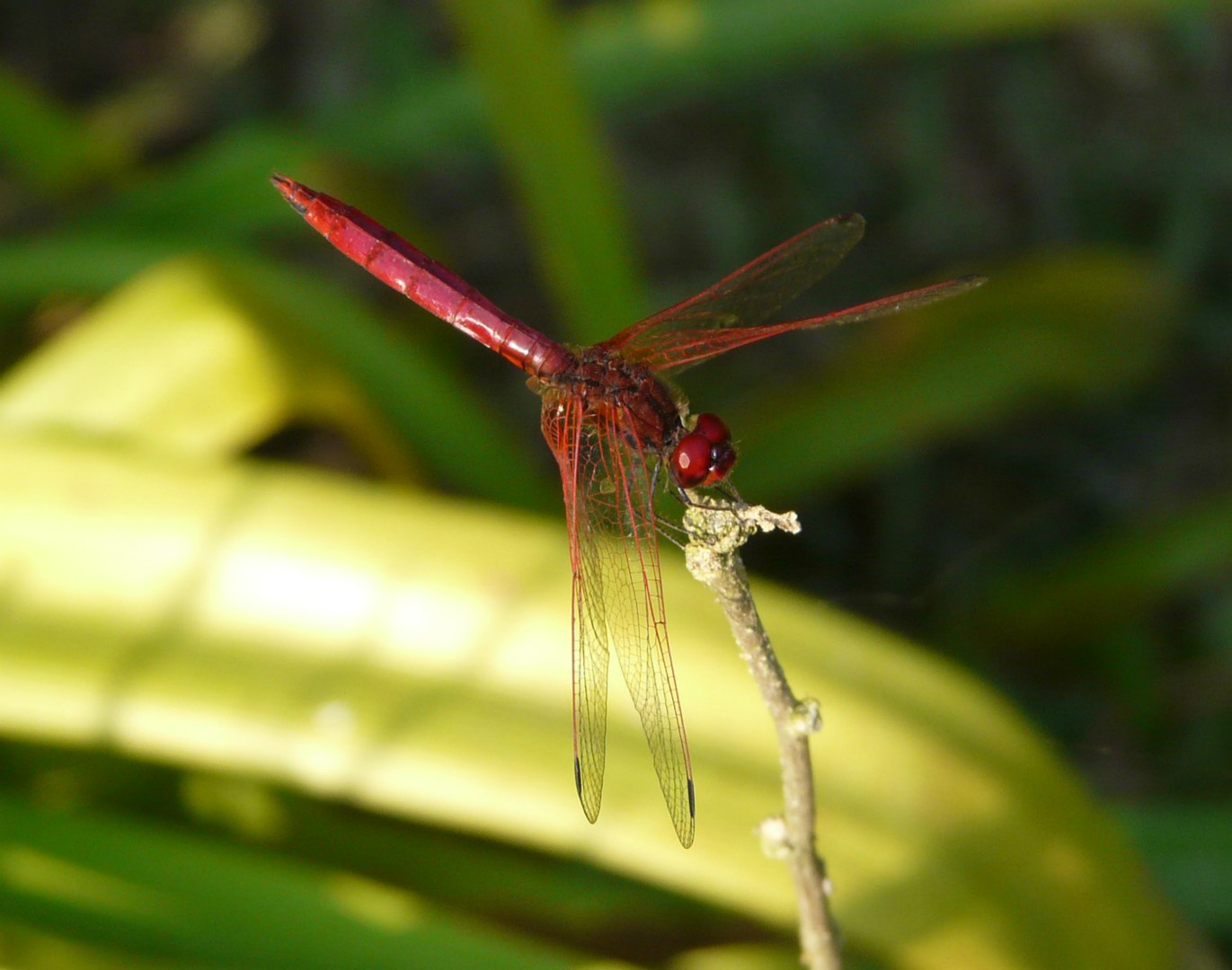 Dragonfly, Seti Khola