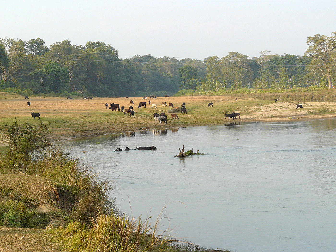 Bhude Rapti River, Chitwan National Park