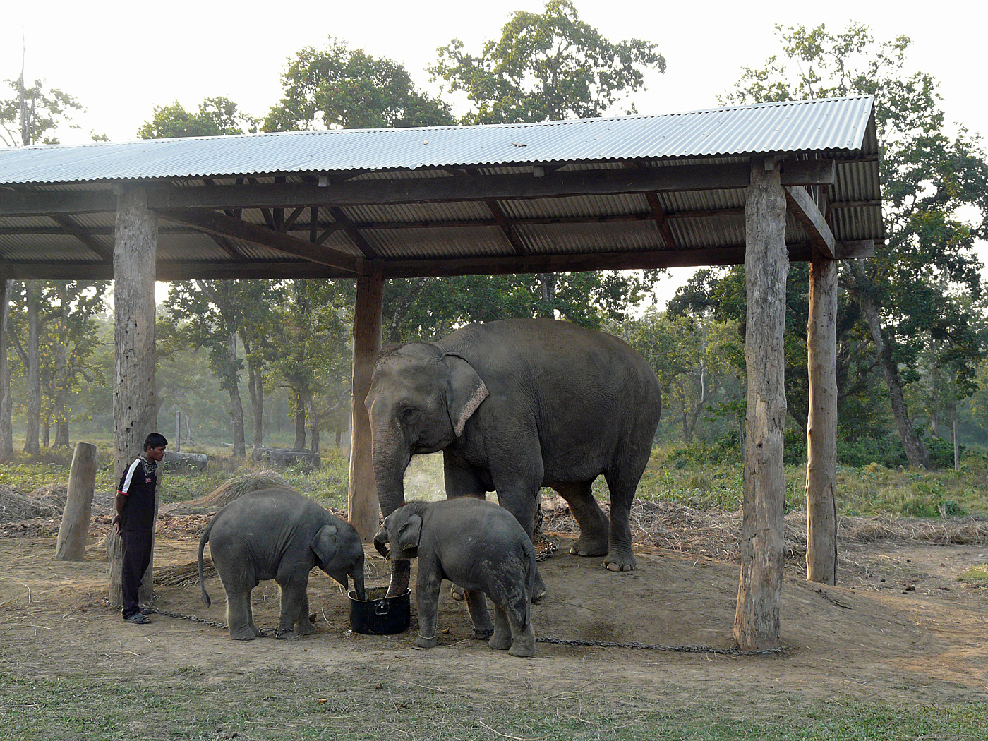 Elephant Breeding Centre, Chitwan National Park