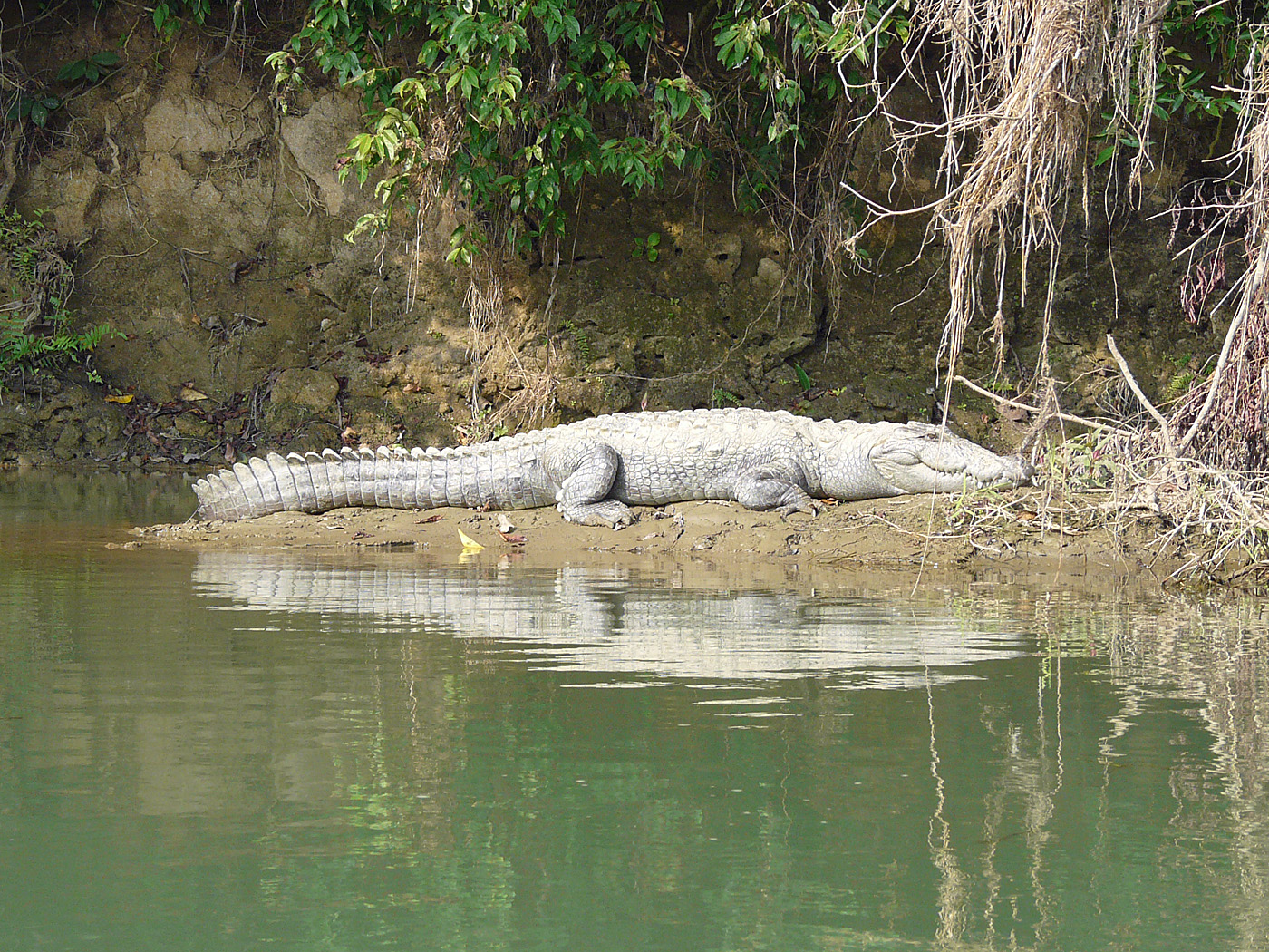 Marsh Mugger Crocodile, Chitwan National Park