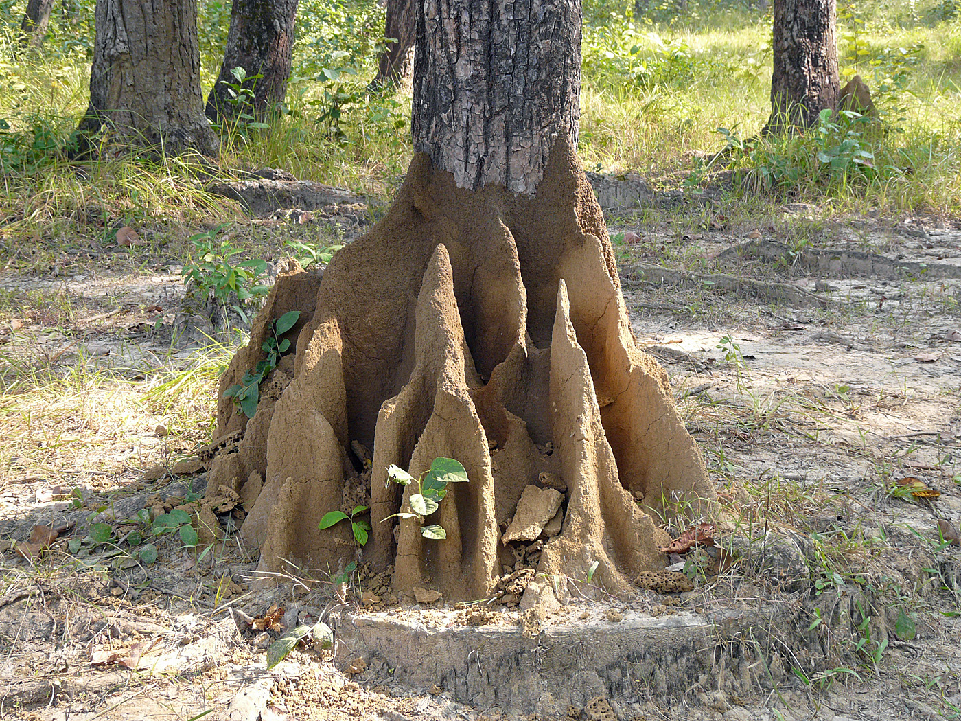 Termite mound, Chitwan National Park