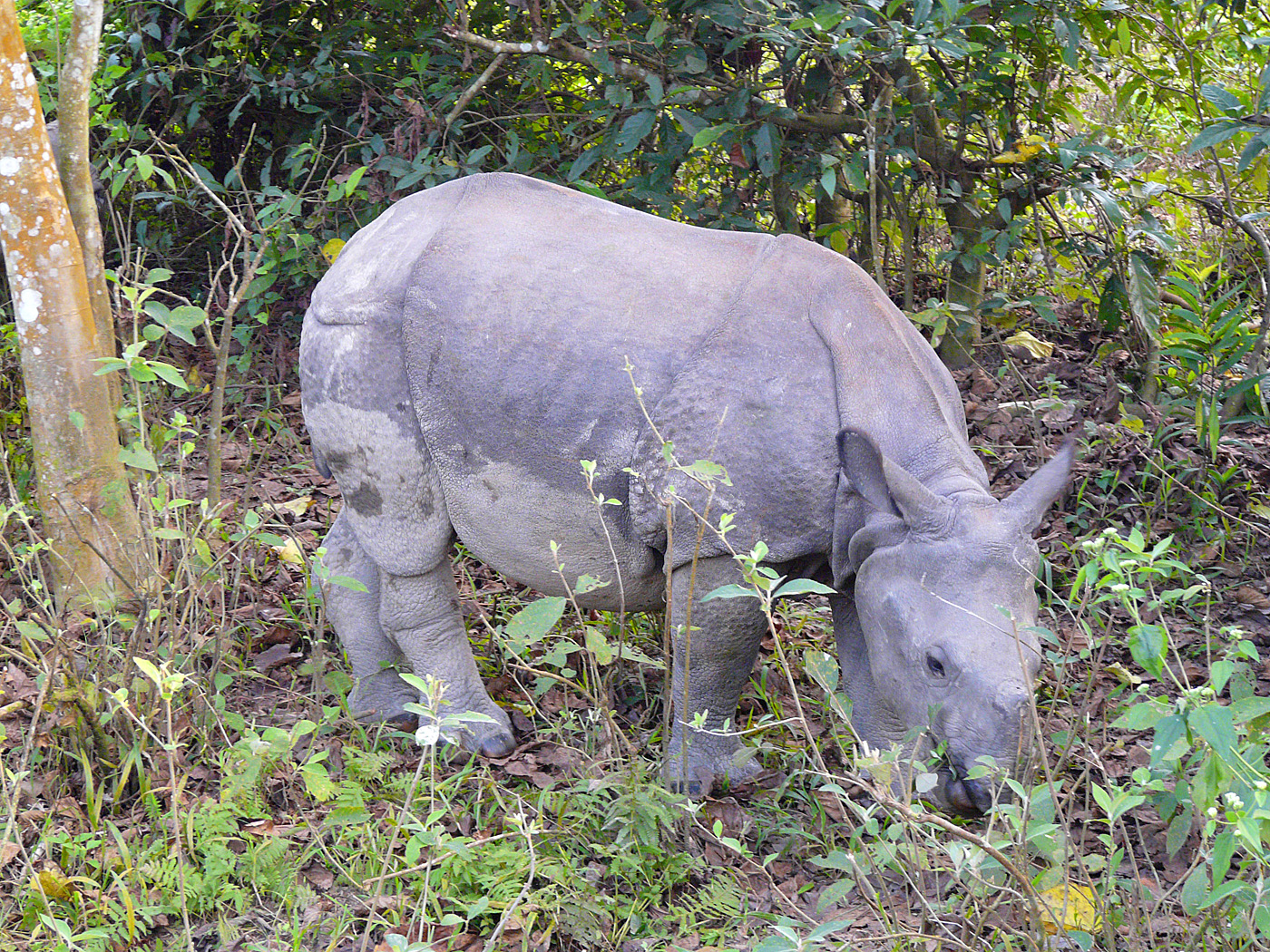 One-Horned Indian Rhino, Chitwan National Park