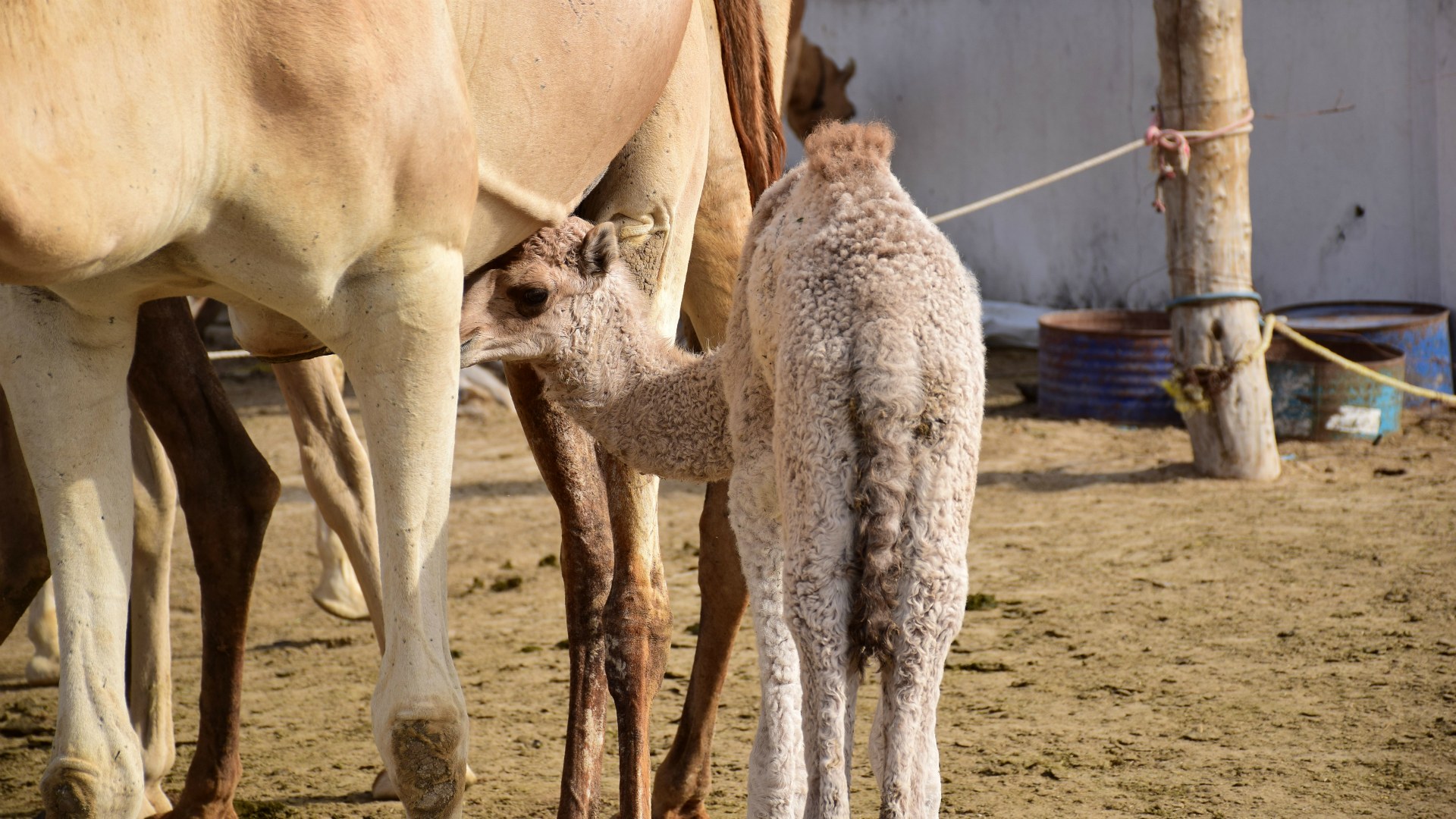 Baby camel, Bahrain
