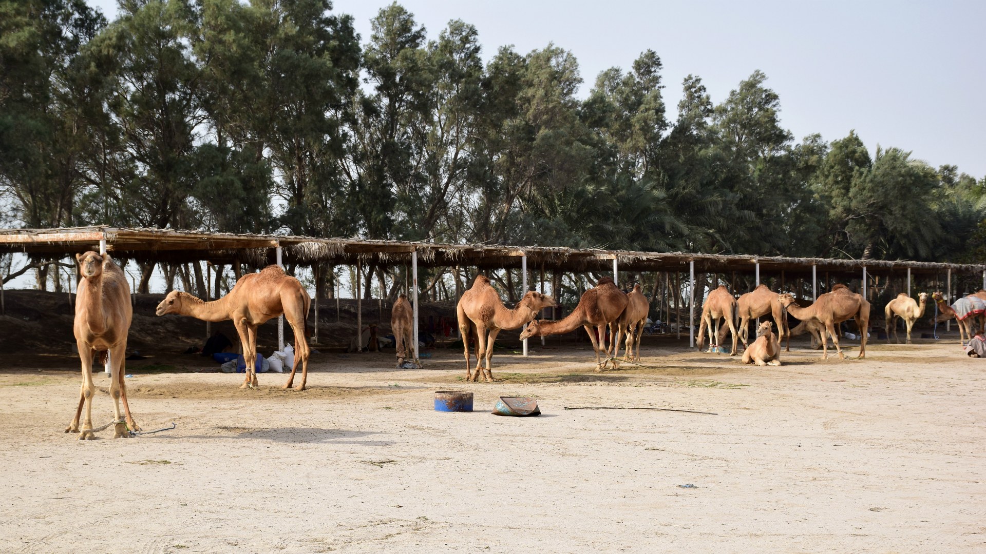 Camel Farm, Bahrain
