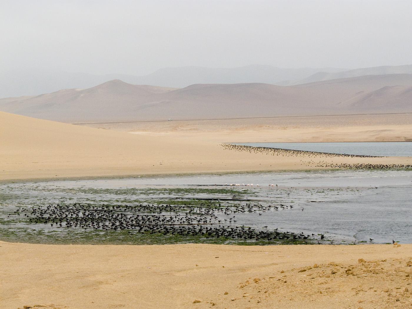 Black Skimmers and Flamingoes, Paracas National Reserve