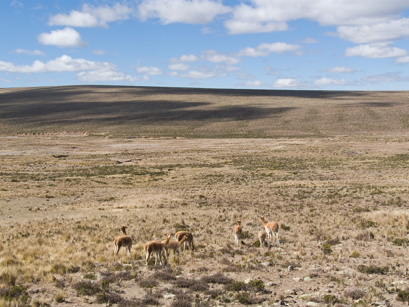 Vicunas, Pampas Galeras National Reserve