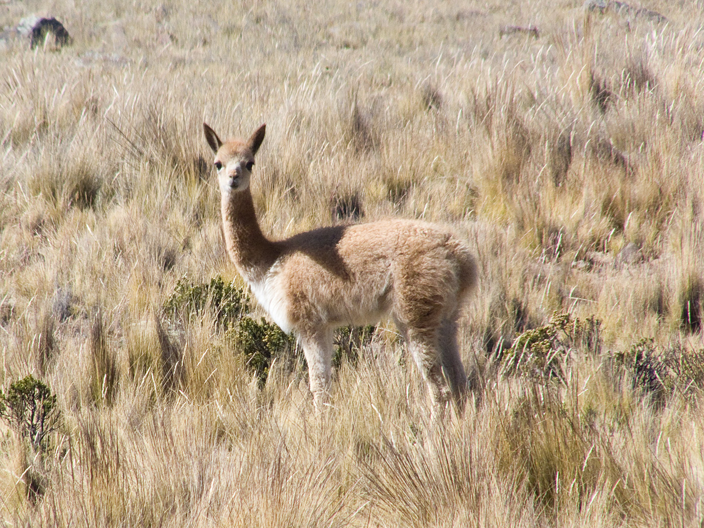 Vicuna, Pampas Galeras National Reserve