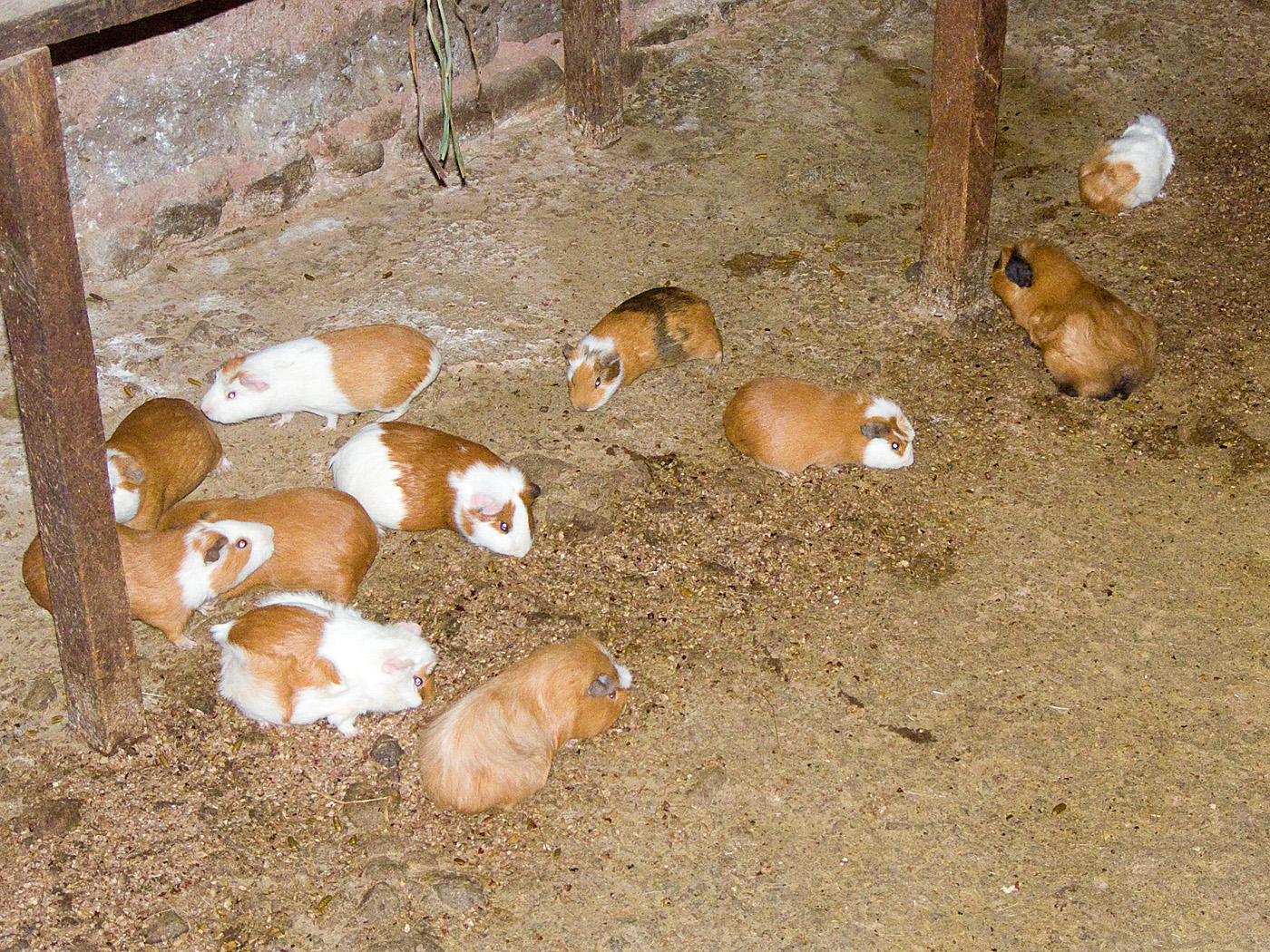 Guinea Pig Farm, Urubamba