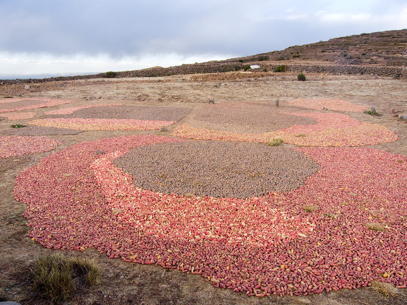 Potatoes drying, Amantani Island, Lake Titicaca
