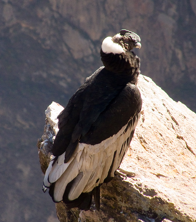 Condor, Colca Canyon