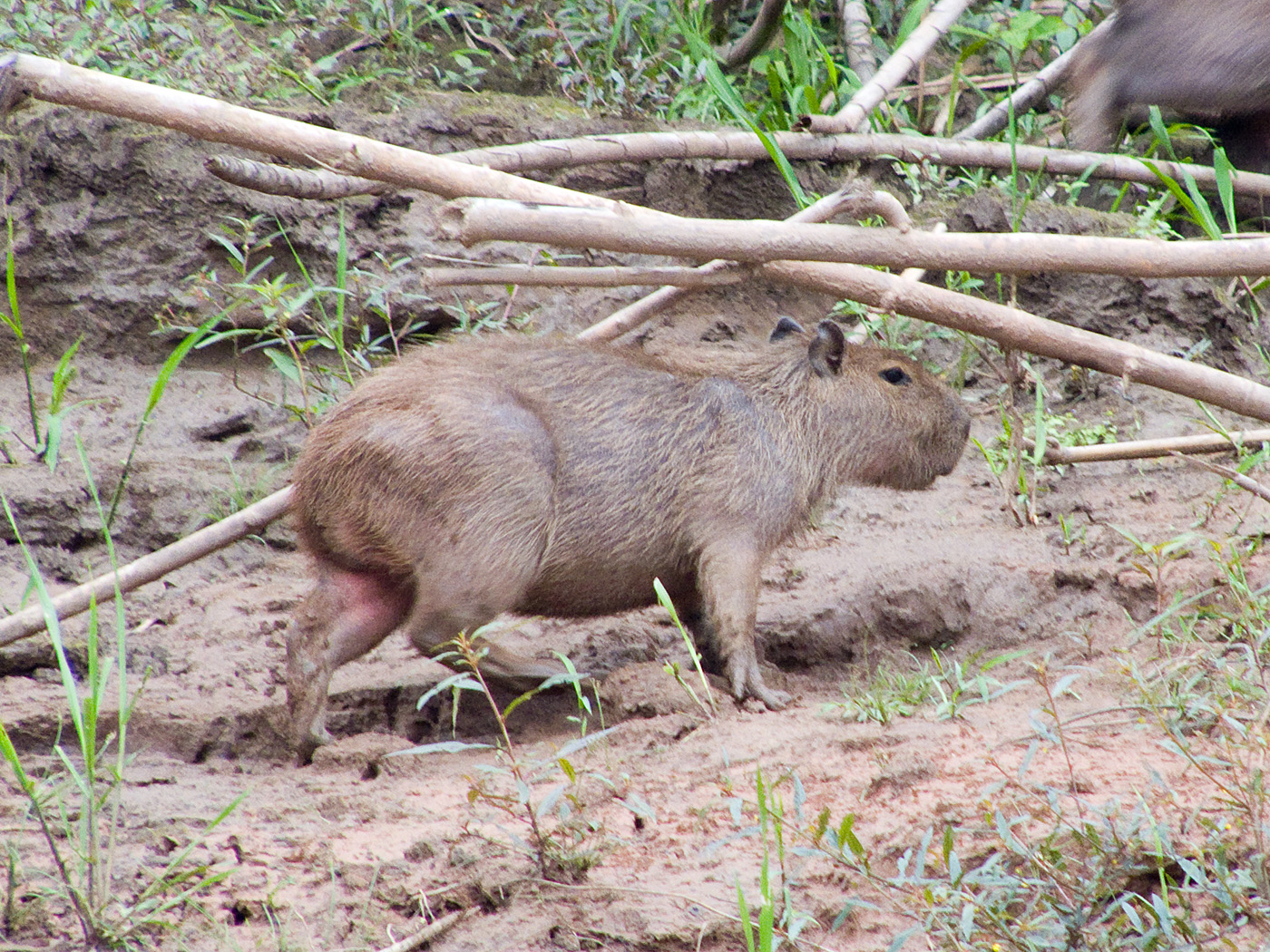 Capybara, Tambopata National Reserve