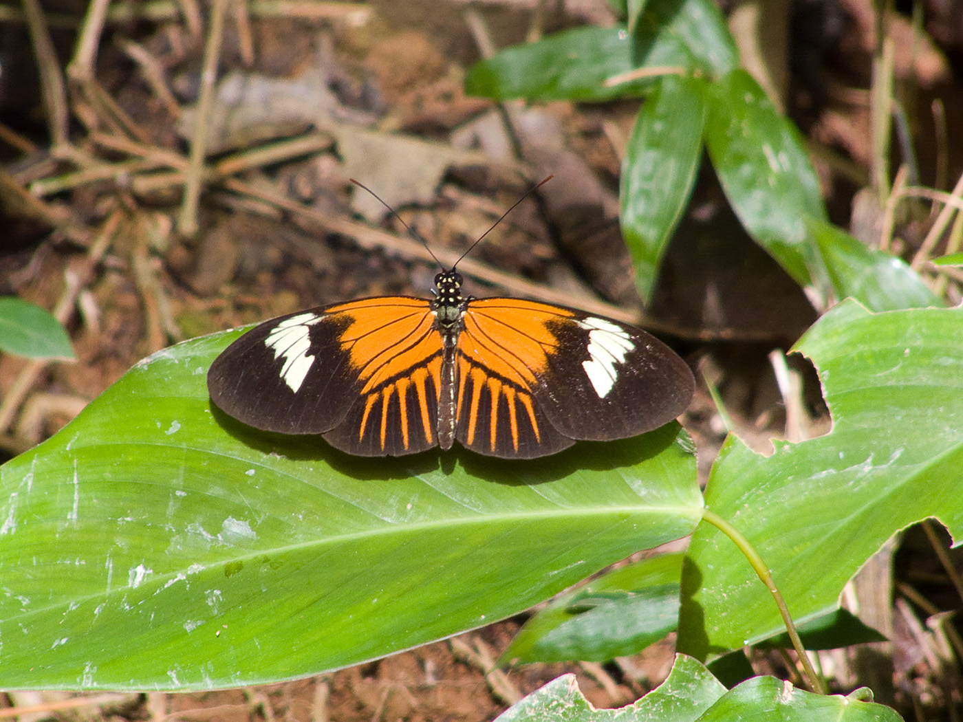 Postman Butterfly, Tambopata National Reserve