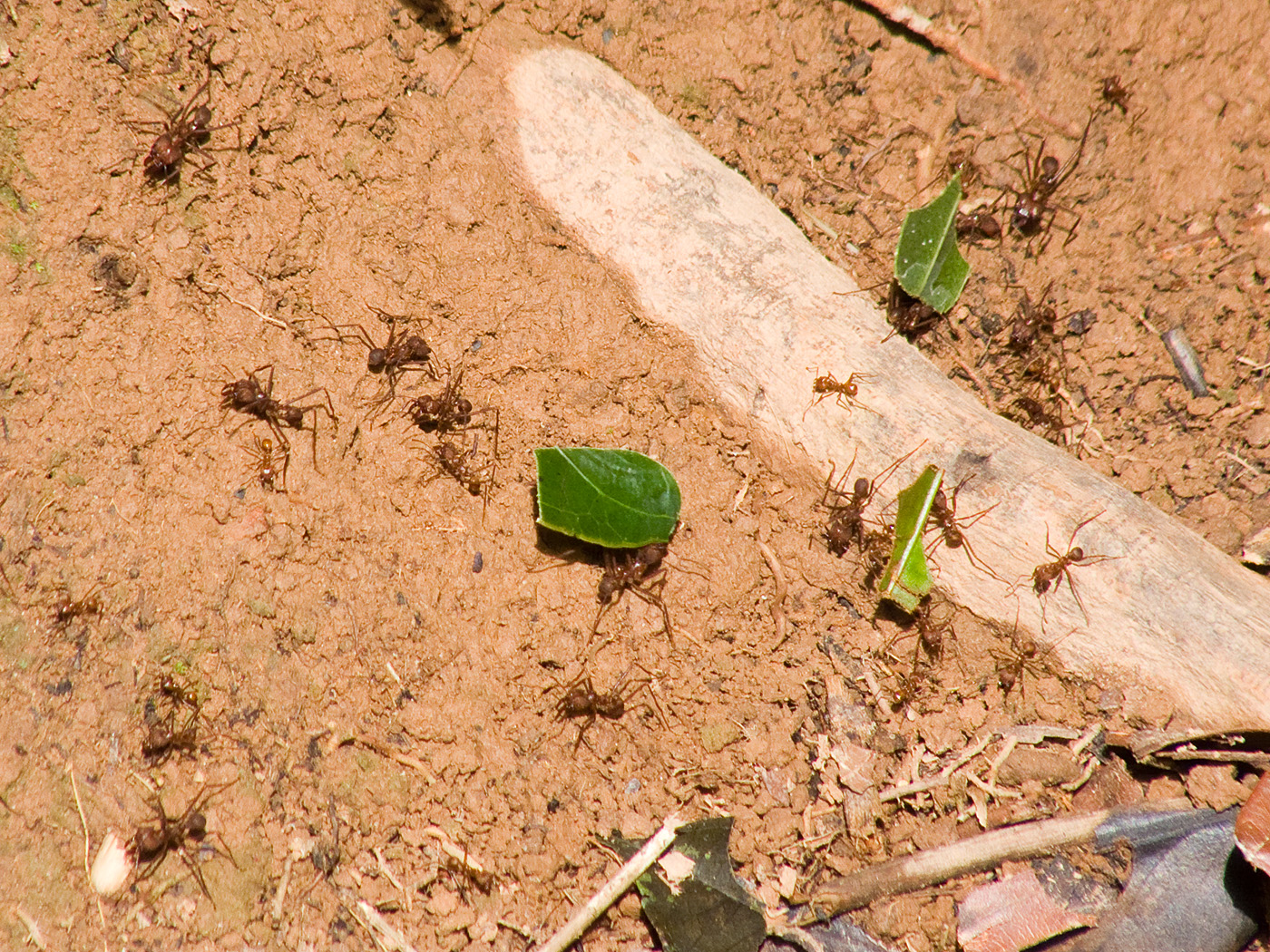 Leafcutter Ants, Tambopata National Reserve