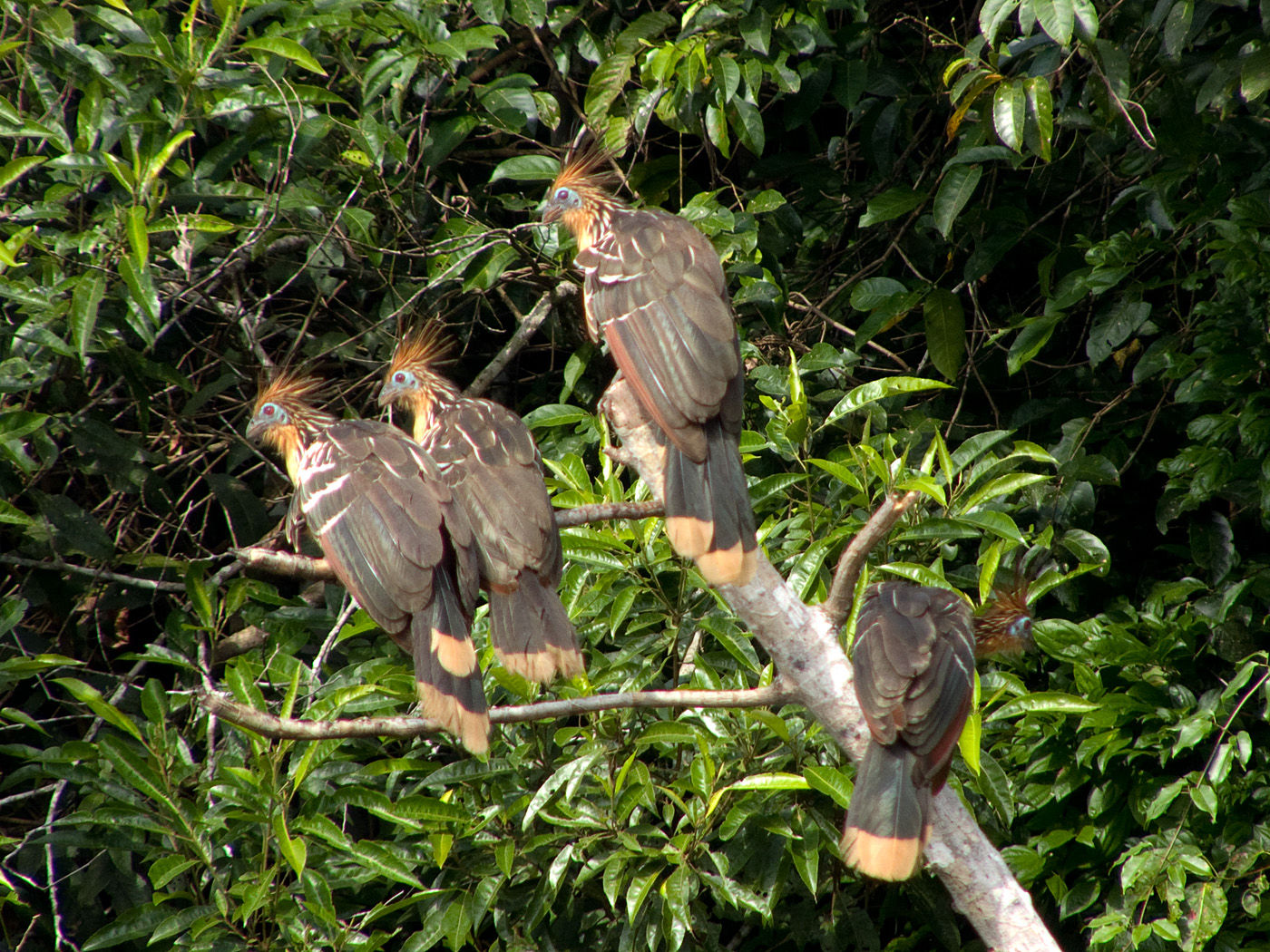 Hoatzins, Tambopata National Reserve