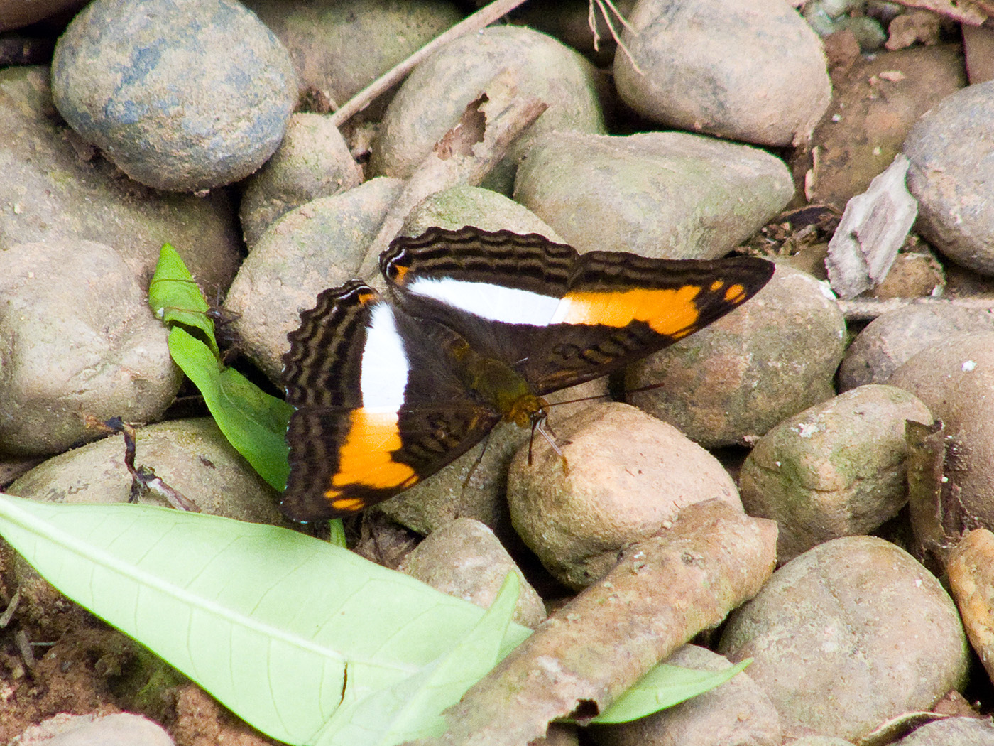 Postman Butterfly, Tambopata National Reserve