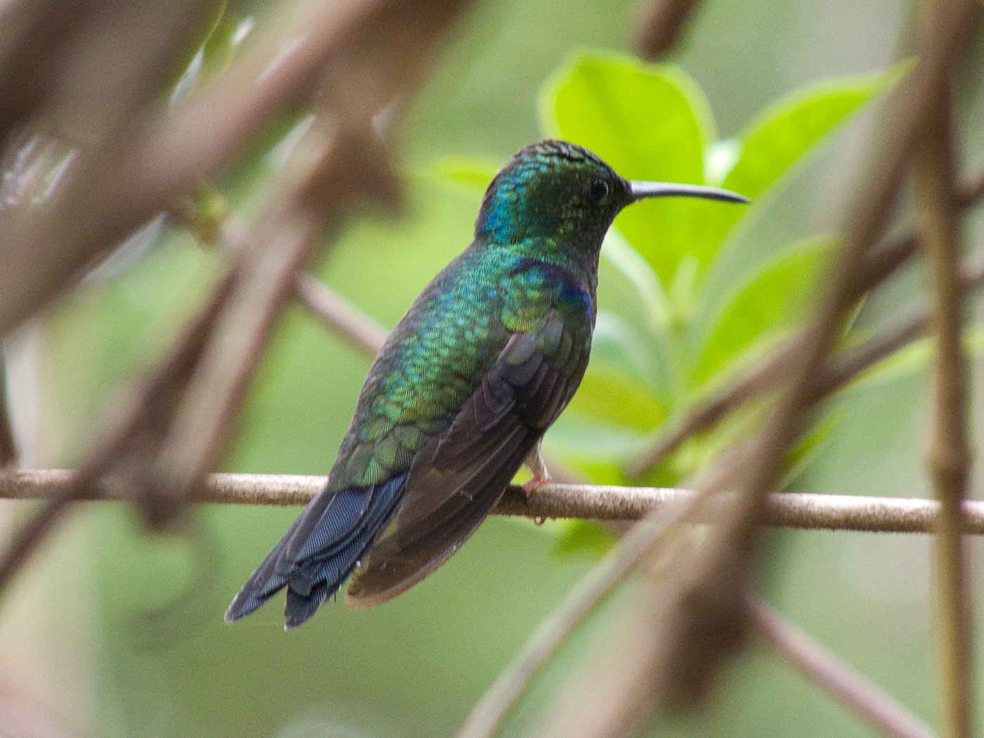Hummingbird, Tambopata National Reserve