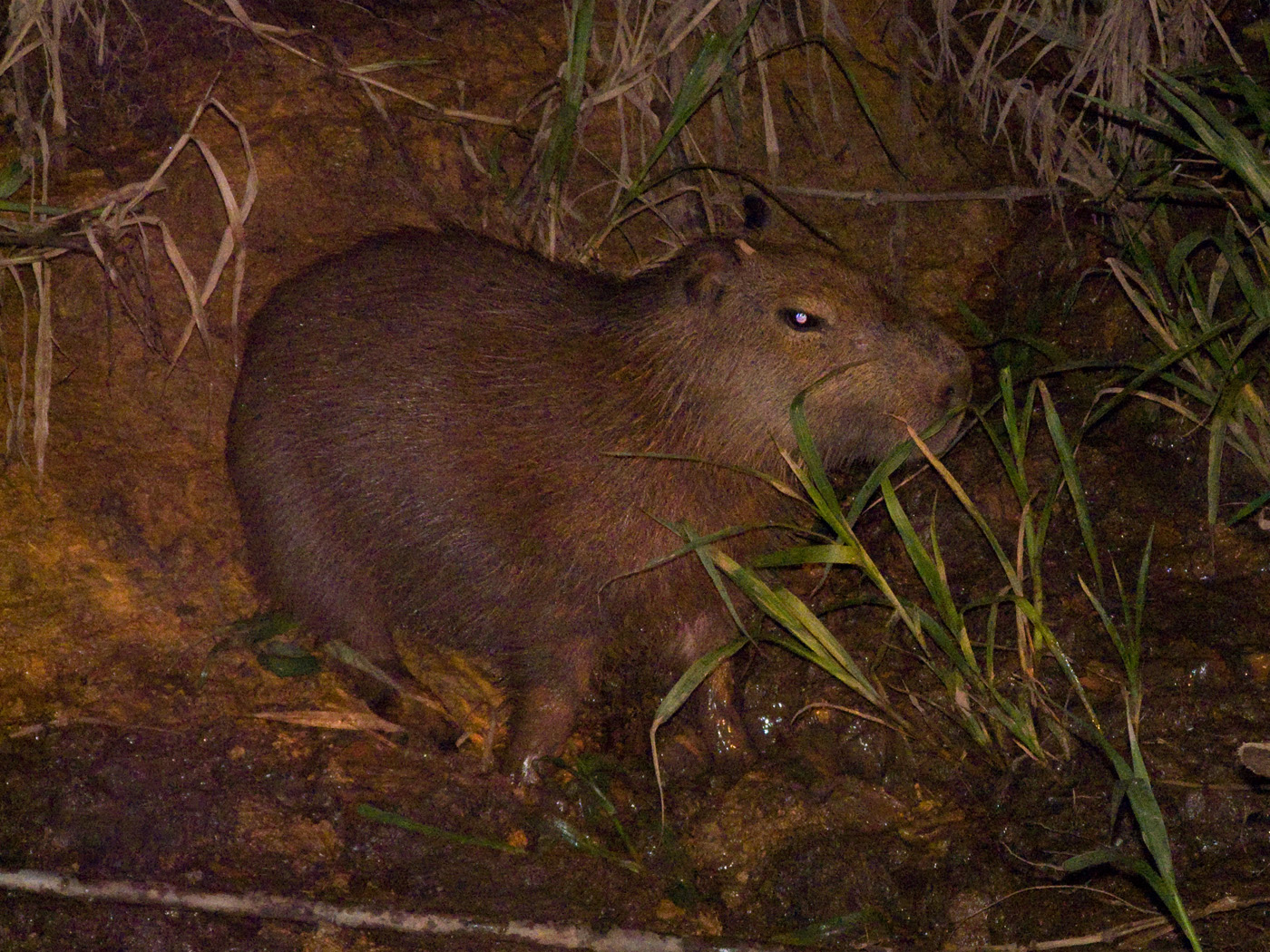 Capybara at night, Tambopata National Reserve