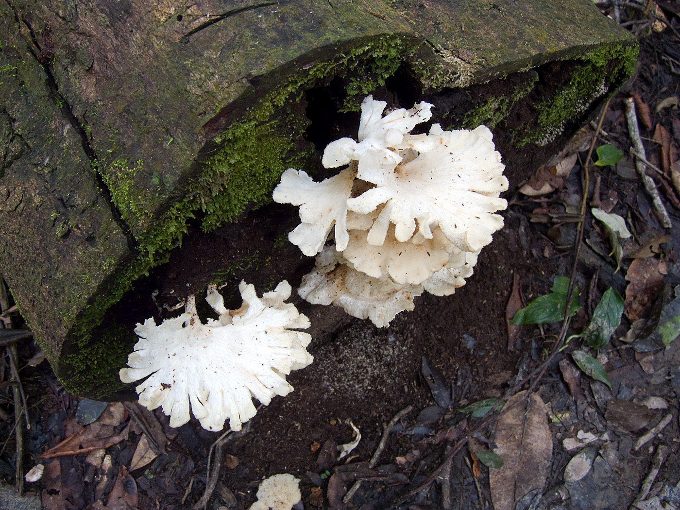 Fungus, Tambopata National Reserve