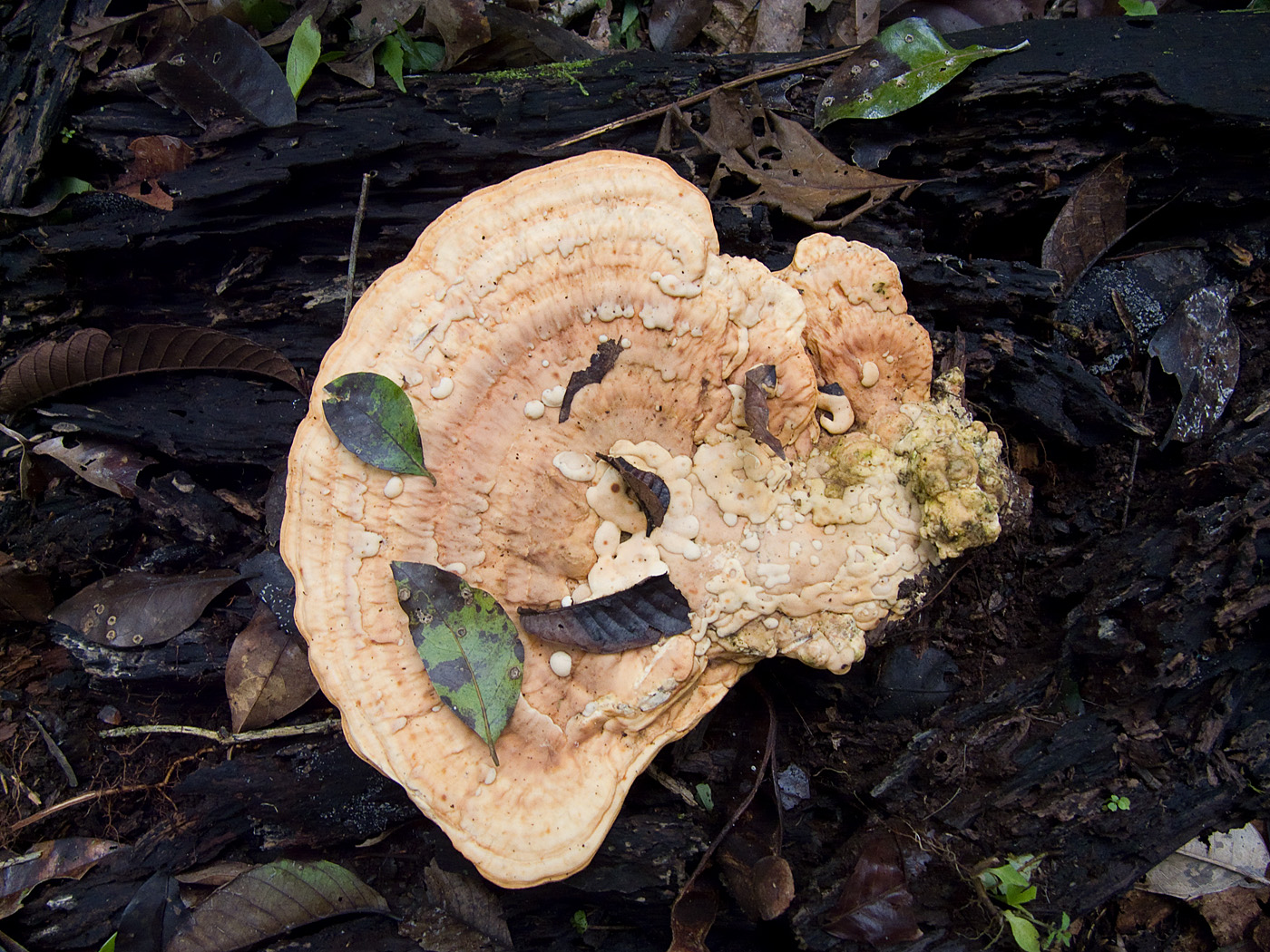 Fungus, Tambopata National Reserve