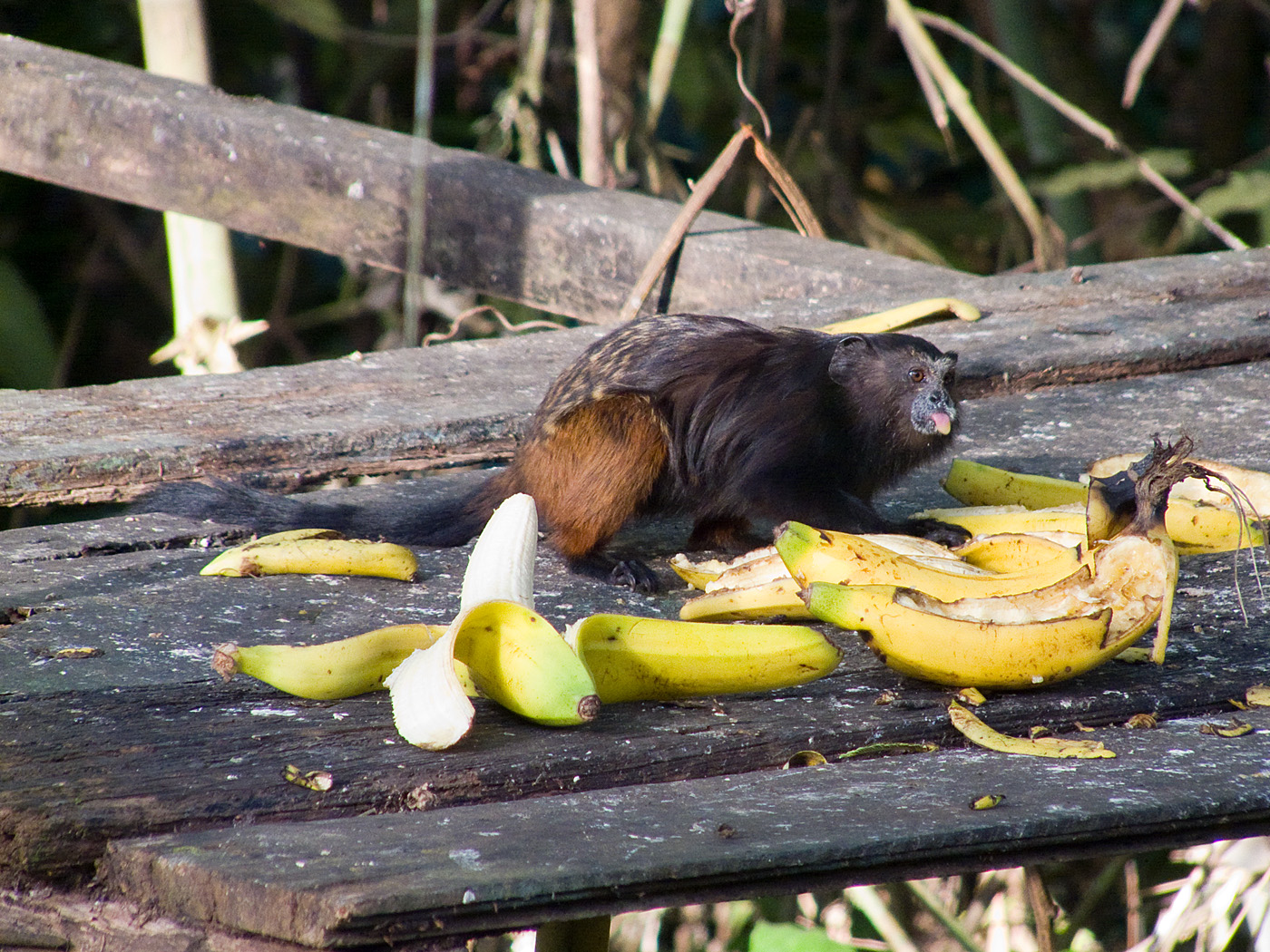 Tamarind Monkey, Tambopata National Reserve