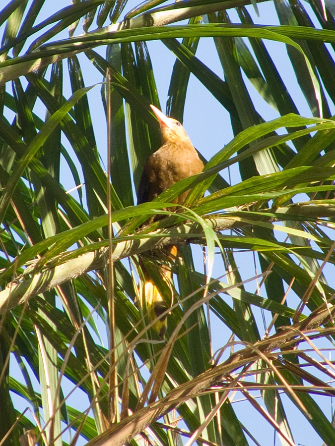 Caracara, Tambopata National Reserve