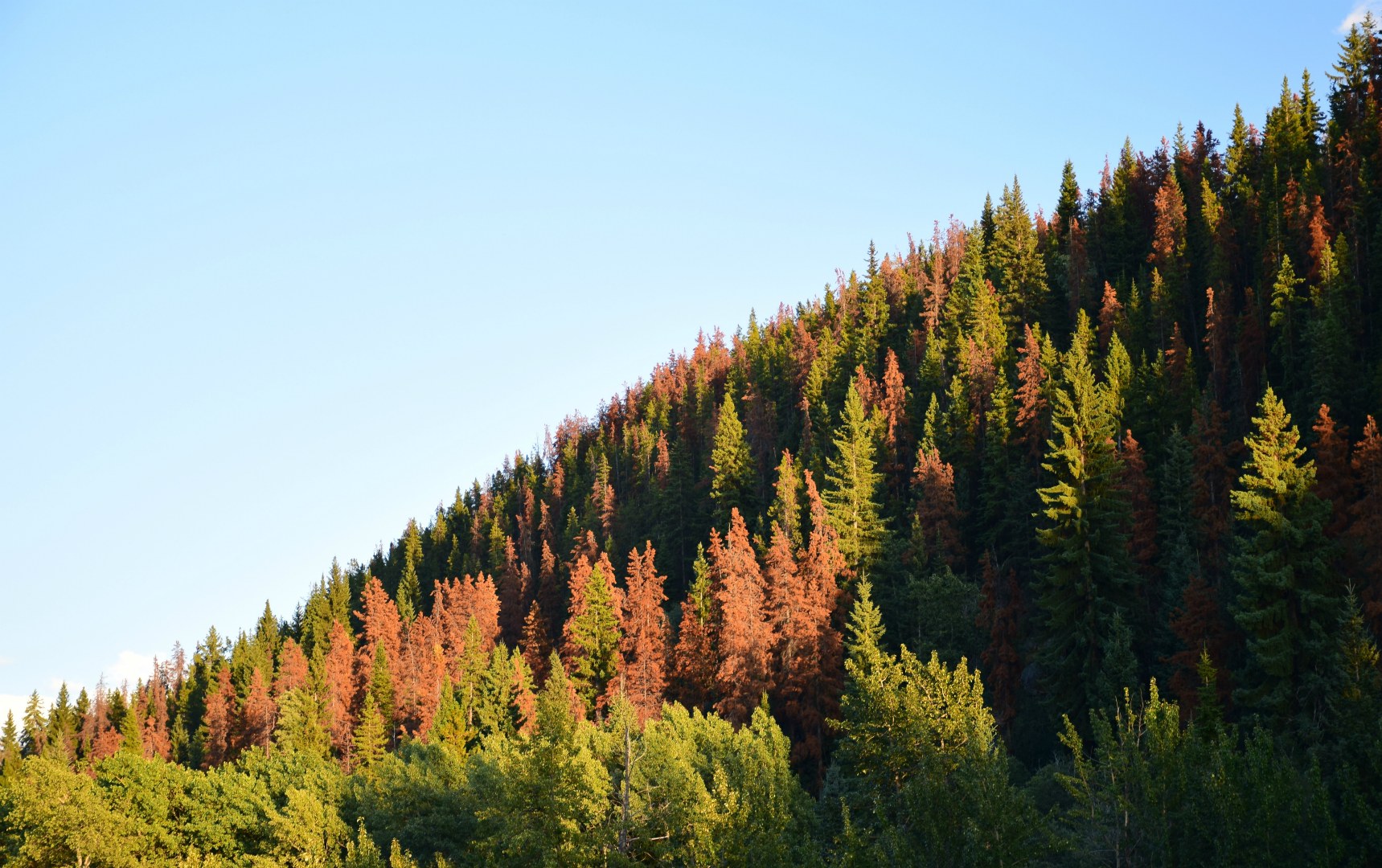 Pine Trees, Jasper National Park
