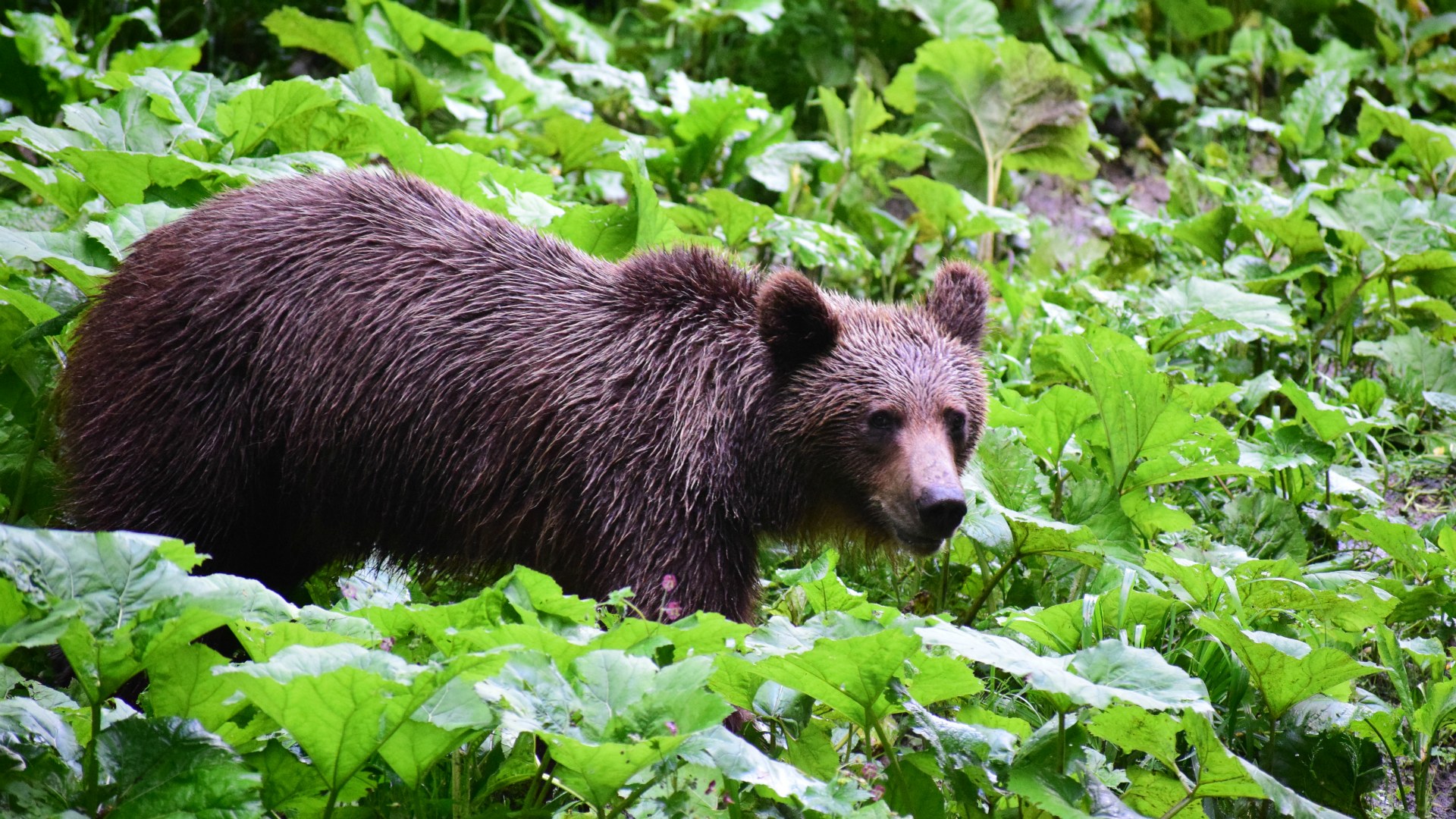 Brown Bear, Sinca Noua