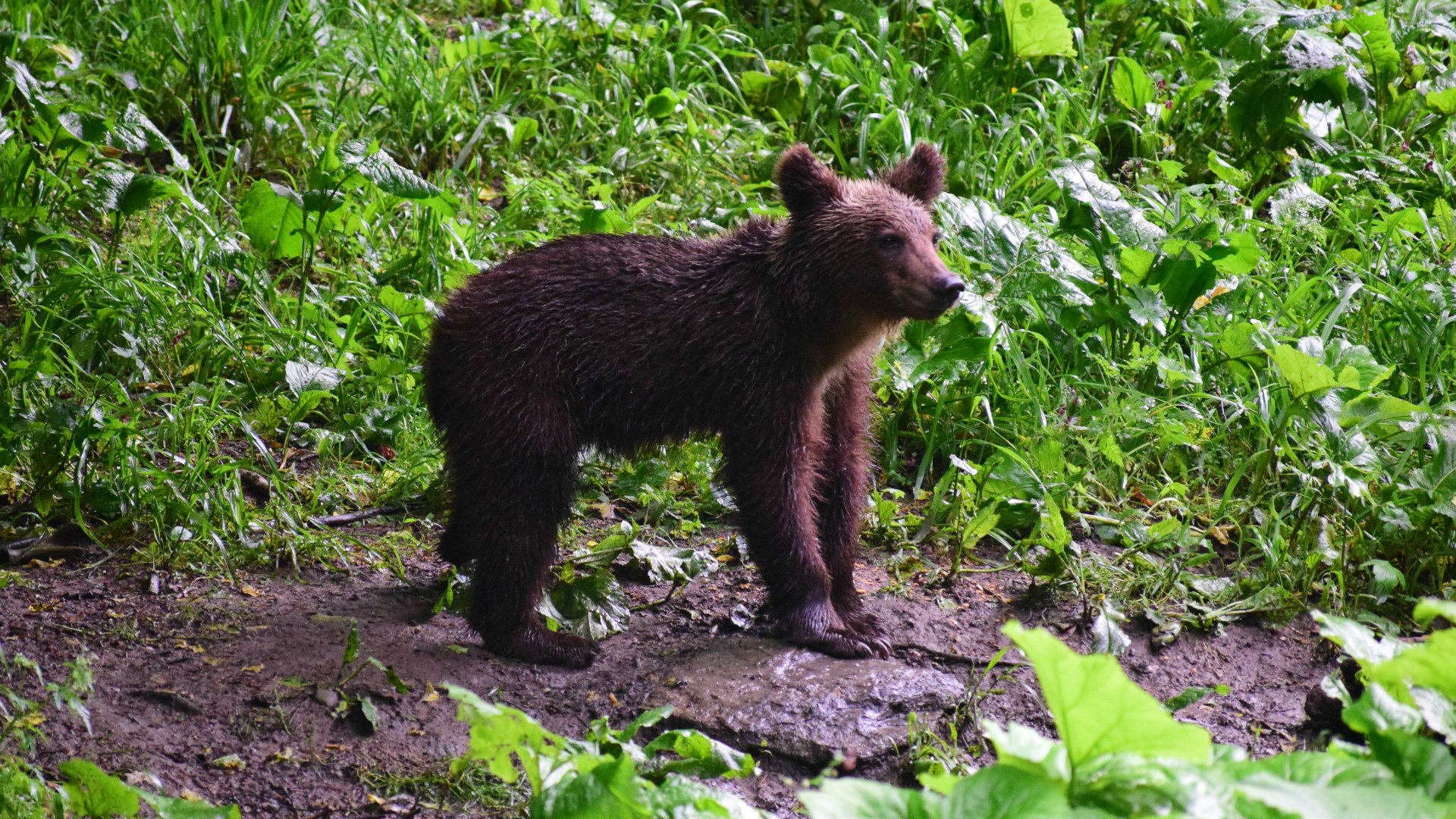 Young Brown Bear, Sinca Noua