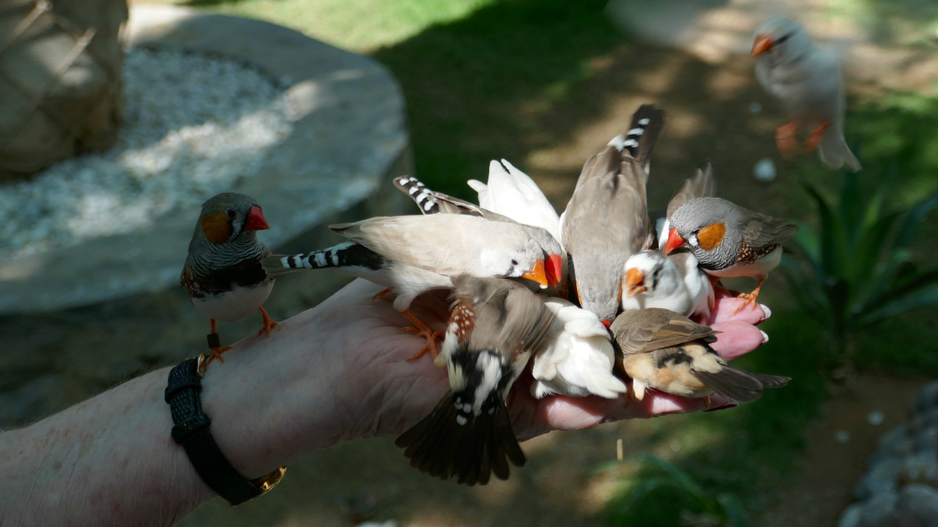 Birds feeding, Al Ossia Sanctuary, Medina