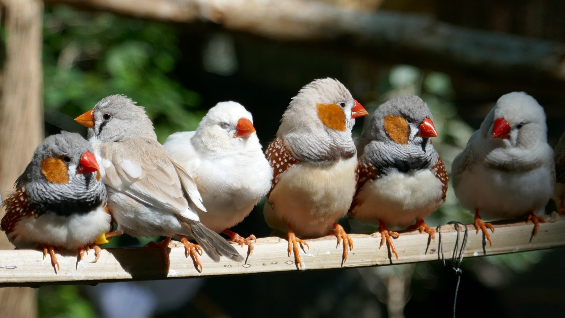 Birds perching, Al Ossia Sanctuary, Medina