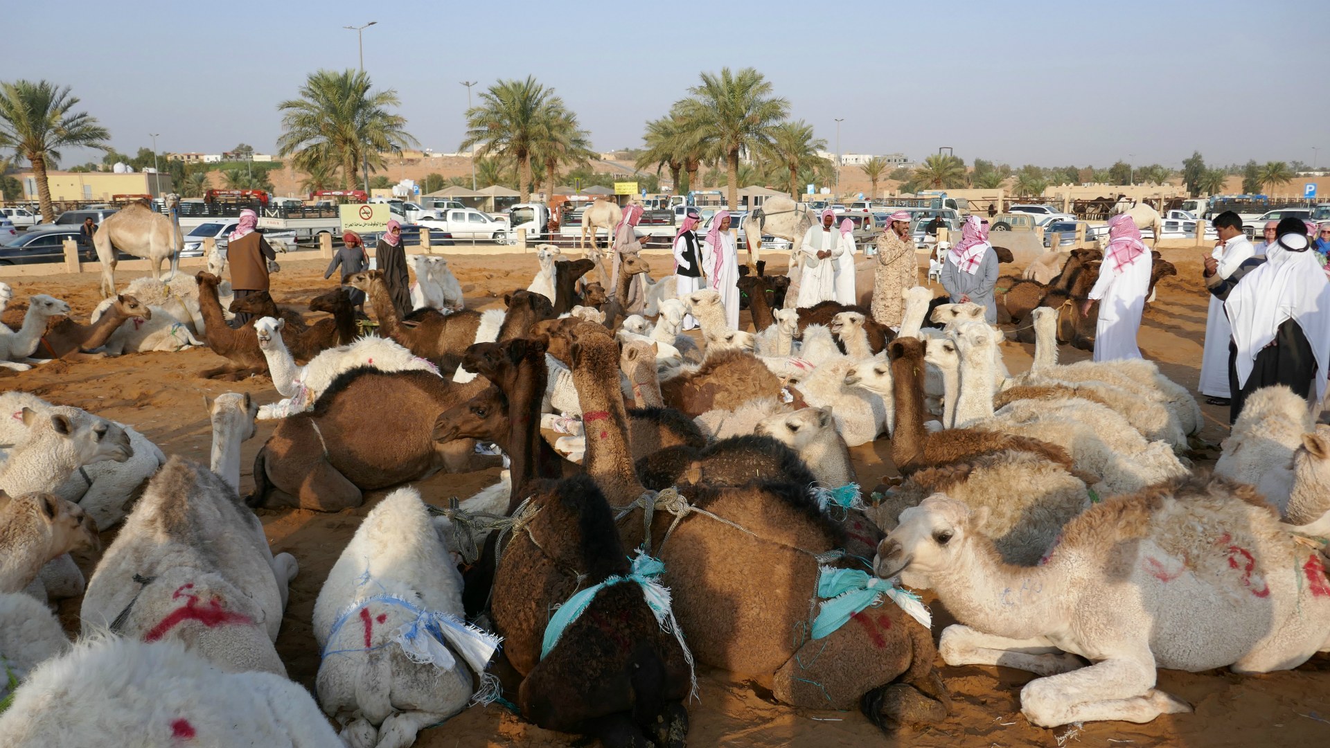 Camel Market, Buraydah