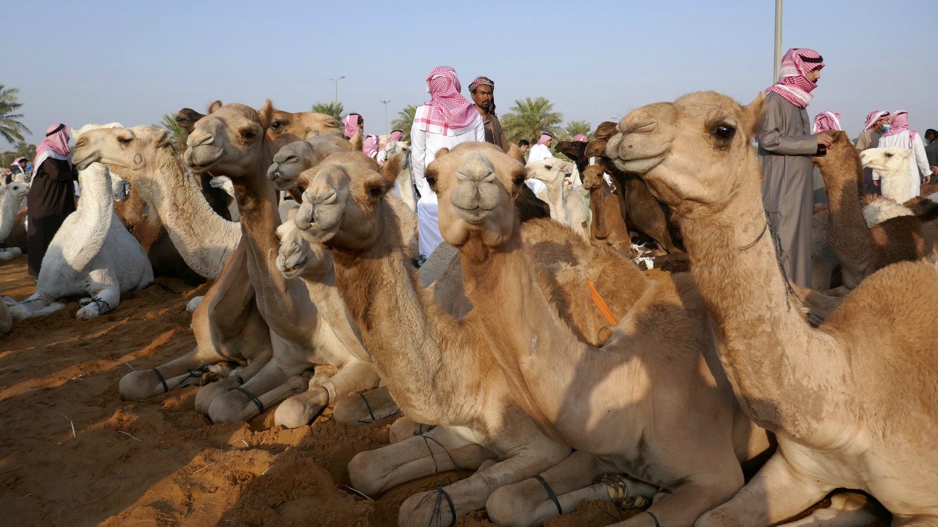 Camel Market, Buraydah