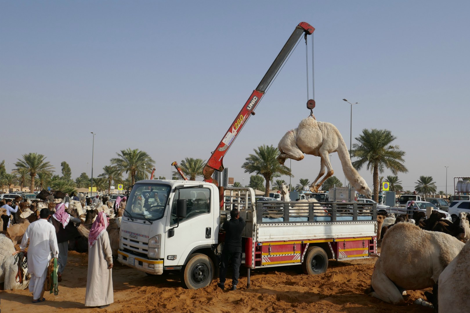 Camel Market, Buraydah